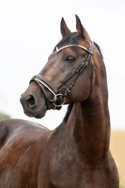 Horze Grayson Anatomische Trense -Pferdebedarf Discounter 10084 DBR 1