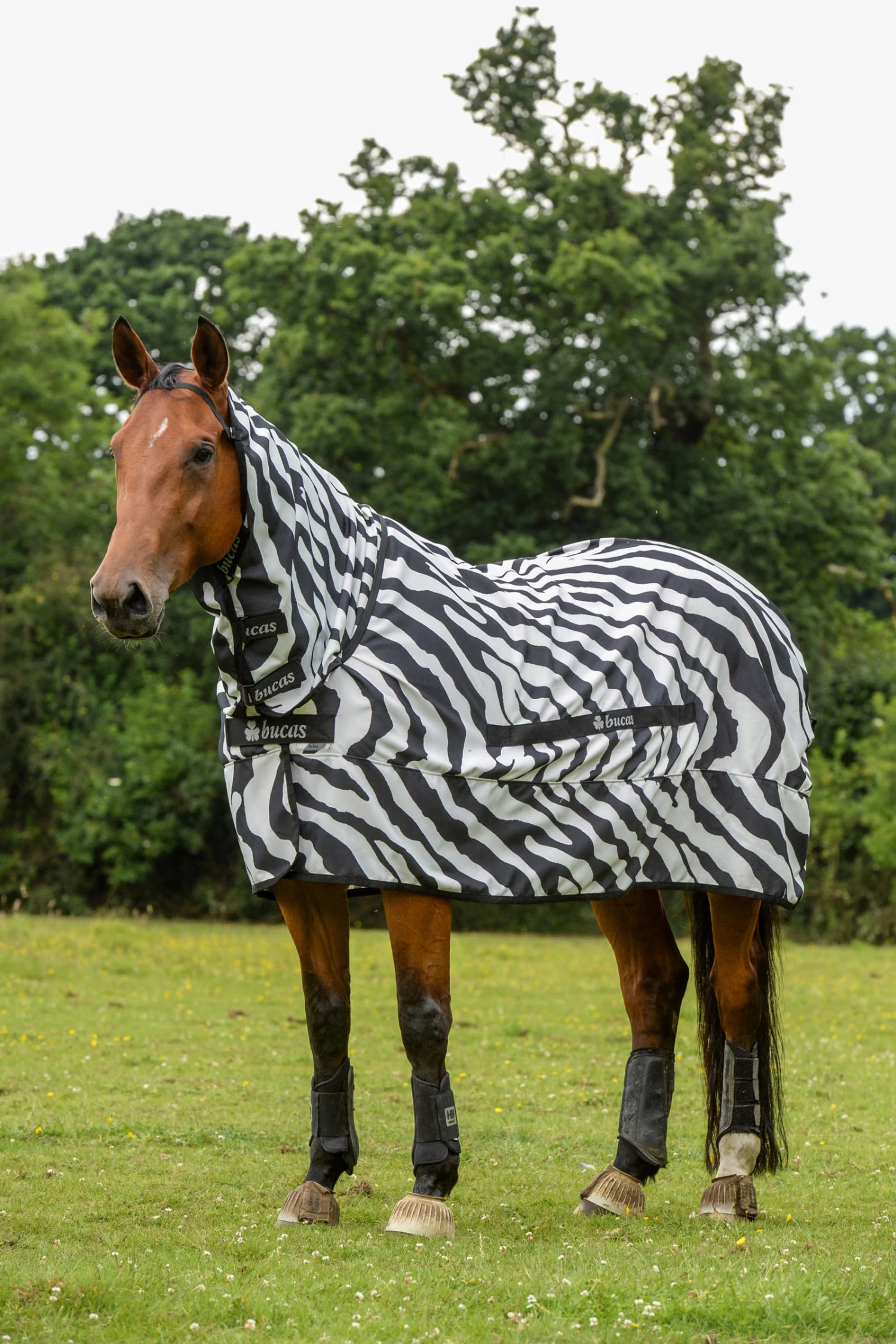 Bucas Sweet-itch Zebra Ekzemerdecke Mit Festem Halsteil 1 Bucas Sweet-itch Zebra Ekzemerdecke Mit Festem Halsteil