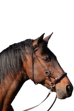 FRA Pardoes Sidepull (System 3) Leder Mit Anti Slip Zügeln -Pferdebedarf Discounter 322960 BR 2