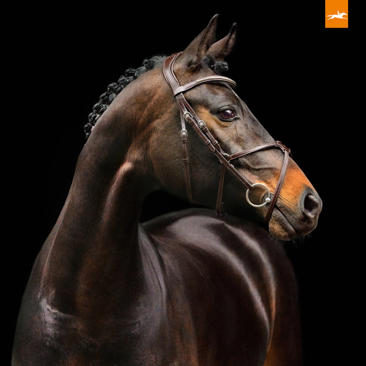 Schockemöhle Rio Select Trense 5 Schockemöhle Rio Select Trense – Bild 5