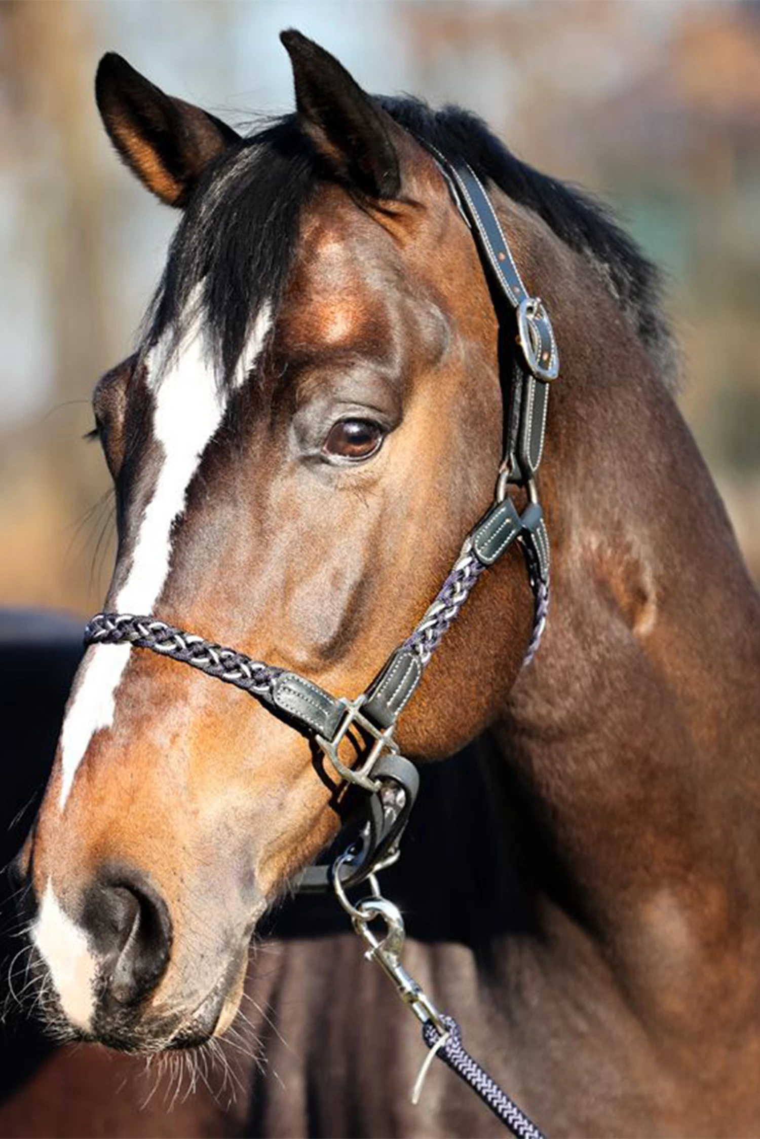 Kavalkade Tessa Flechthalfter 4 Kavalkade Tessa Flechthalfter – Bild 4