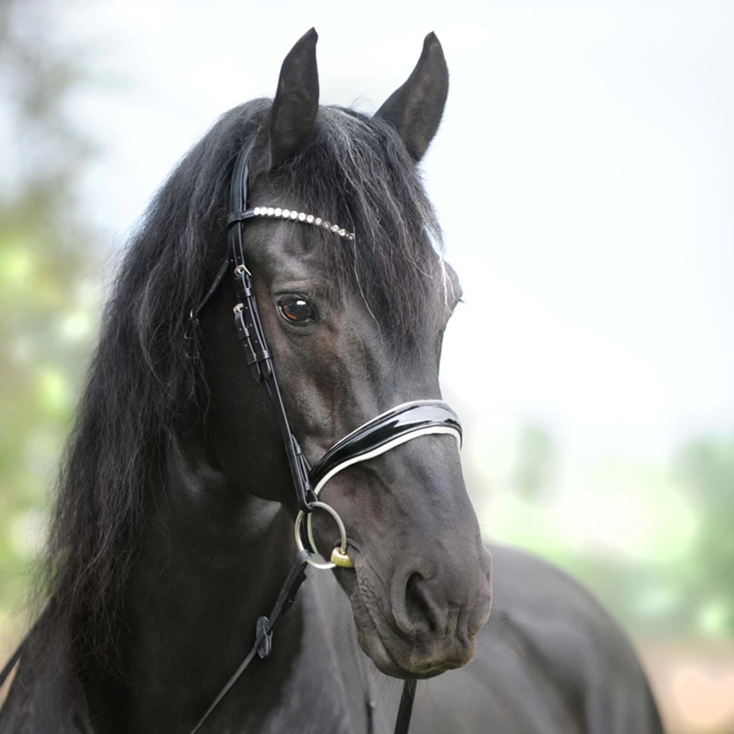 Kavalkade KavalSH4 Juliana Trense Englisch-kombiniert 1 Kavalkade KavalSH4 Juliana Trense Englisch-kombiniert