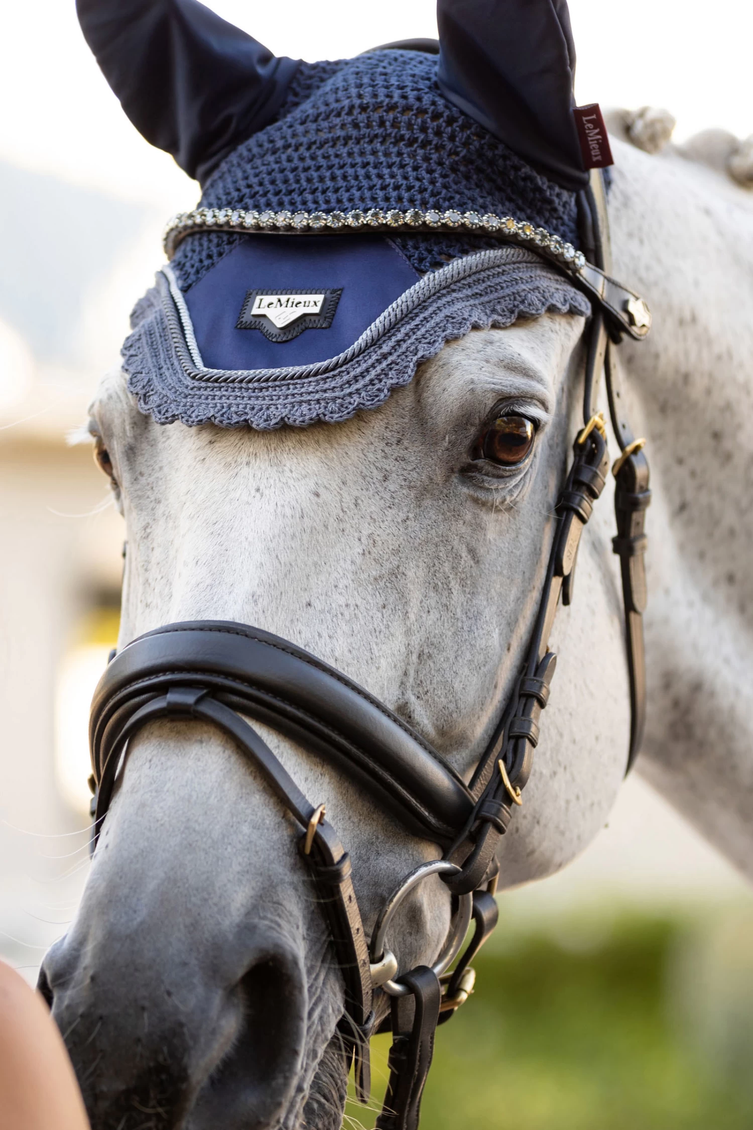 LeMieux Twilight Stirnriemen 5 LeMieux Twilight Stirnriemen – Bild 5