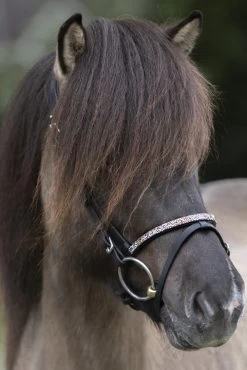 Kavalkade Ferskja Englisches Reithalfter Für Aradis Islandtrense -Pferdebedarf Discounter 344080 BL 3